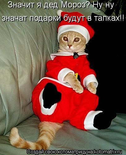 Значит я дед Мороз? Ну ну значат подарки будут в тапках!!... Котоматрица: Значит я дед Мороз? Ну ну значат подарки будут в тапках!!
