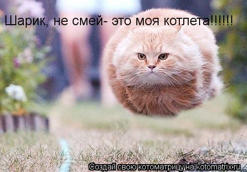 Шарик, не смей- это моя котлета!!!!!! Шарик, не смей- это моя котлета!!!!!!... Котоматрица: Шарик, не смей- это моя котлета!!!!!! Шарик, не смей- это моя котлета!!!!!!