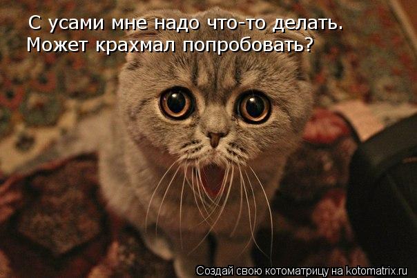 С усами мне надо что-то делать. Может крахмал попробовать?... Котоматрица: С усами мне надо что-то делать. Может крахмал попробовать?