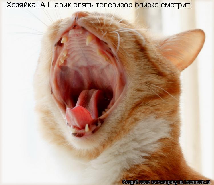 Хозяйка! А Шарик опять телевизор близко смотрит!... Котоматрица: Хозяйка! А Шарик опять телевизор близко смотрит!