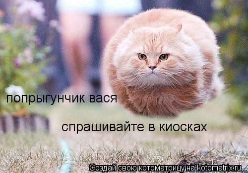 попрыгунчик вася спрашивайте в киосках... Котоматрица: попрыгунчик вася спрашивайте в киосках