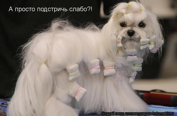 А просто подстричь слабо?!... Котоматрица: А просто подстричь слабо?!