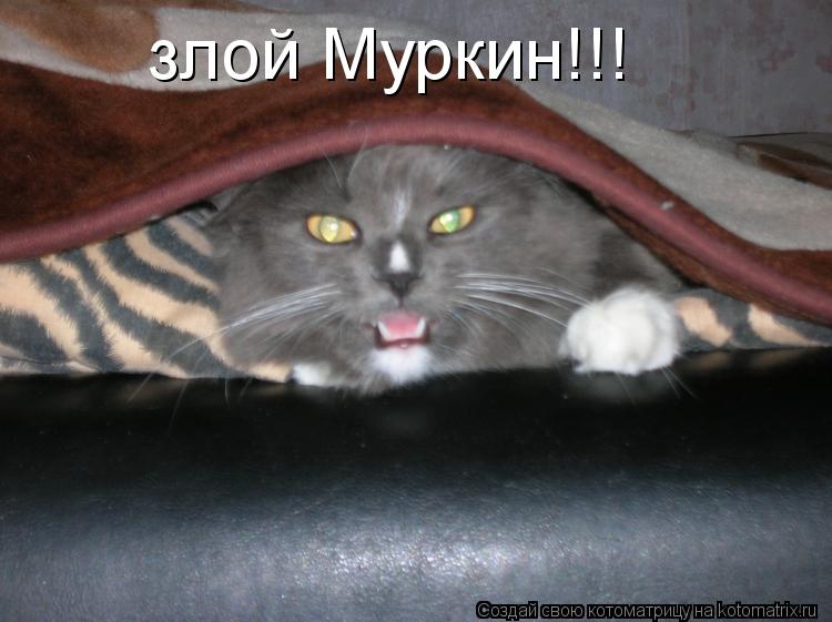 злой Муркин!!!... Котоматрица: злой Муркин!!!