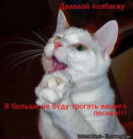 Дааааай колбаску Я больше не буду трогать вашего песика!!!... Котоматрица: Дааааай колбаску Я больше не буду трогать вашего песика!!!