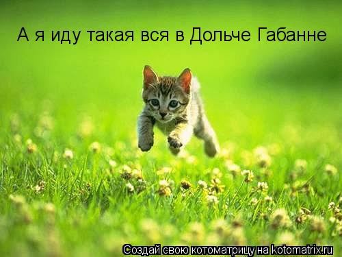 А я иду такая вся в Дольче Габанне... Котоматрица: А я иду такая вся в Дольче Габанне