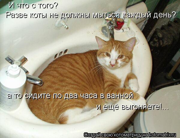 И что с того? Разве коты не должны мыться каждый день? а то сидите по два часа в ванной и ещё выгоняе... Котоматрица: И что с того? Разве коты не должны мыться каждый день? а то сидите по два часа в ванной и ещё выгоняете!...
