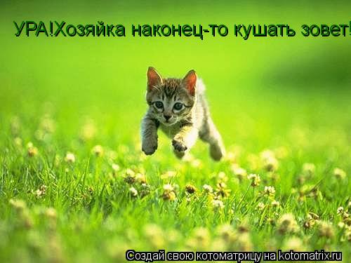 УРА!Хозяйка наконец-то кушать зовет!... Котоматрица: УРА!Хозяйка наконец-то кушать зовет!