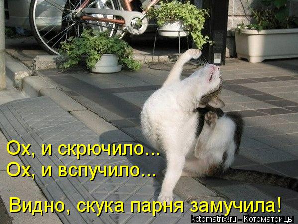 Ох, и скрючило... Ох, и вспучило... Видно, скука парня замучила!... Котоматрица: Ох, и скрючило... Ох, и вспучило... Видно, скука парня замучила!