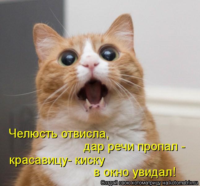Челюсть отвисла, дар речи пропал - в окно увидал! красавицу- киску... Котоматрица: Челюсть отвисла, дар речи пропал - в окно увидал! красавицу- киску