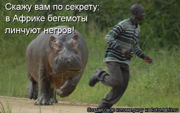 Скажу вам по секрету: в Африке бегемоты линчуют негров!... Котоматрица: Скажу вам по секрету: в Африке бегемоты линчуют негров!