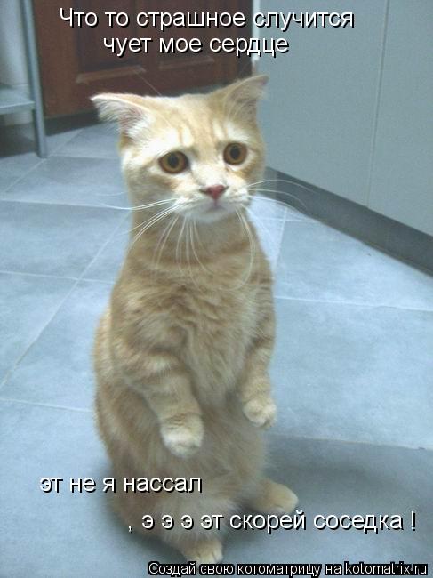 Что то страшное случится чует мое сердце эт не я нассал , э э э эт скорей соседка !... Котоматрица: Что то страшное случится чует мое сердце эт не я нассал , э э э эт скорей соседка !