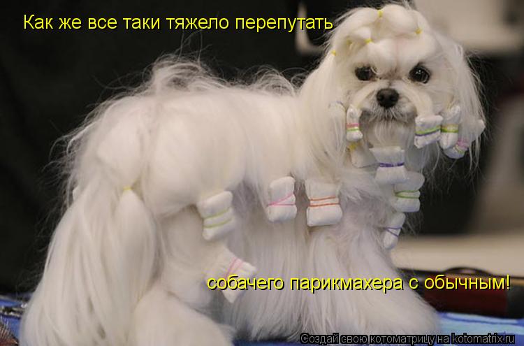 Как же все таки тяжело перепутать собачего парикмахера с обычным!... Котоматрица: Как же все таки тяжело перепутать собачего парикмахера с обычным!