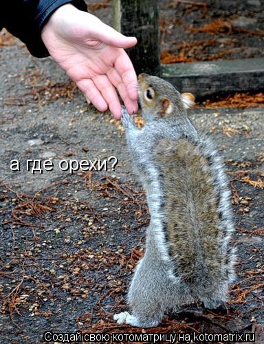 а где орехи?... Котоматрица: а где орехи?