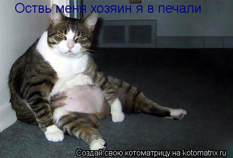 Оствь меня хозяин я в печали... Котоматрица: Оствь меня хозяин я в печали