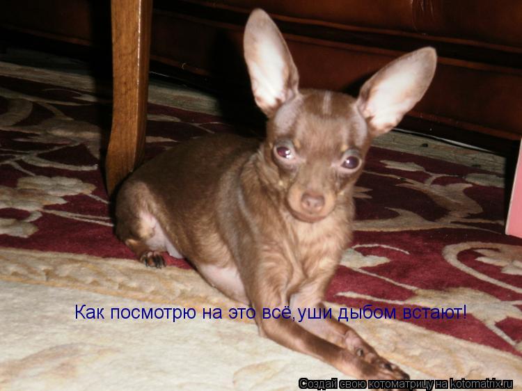 Как посмотрю на это всё,уши дыбом встают!... Котоматрица: Как посмотрю на это всё,уши дыбом встают!