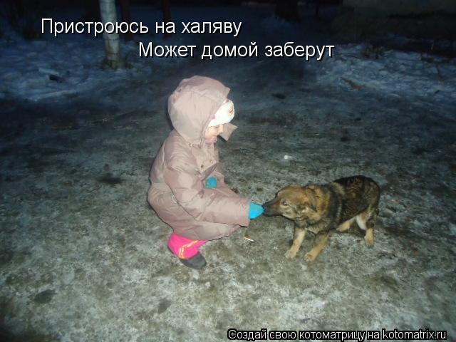 Пристроюсь на халяву Может домой заберут... Котоматрица: Пристроюсь на халяву Может домой заберут