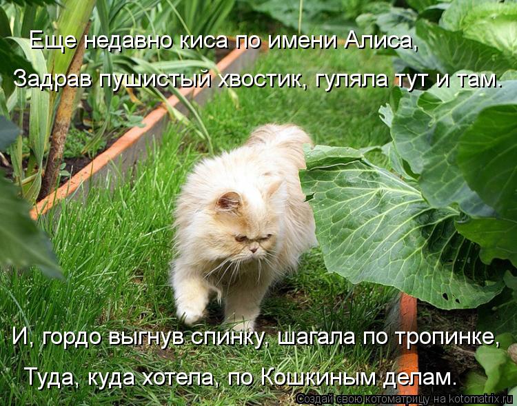 Еще недавно киса по имени Алиса, Задрав пушистый хвостик, гуляла тут и там. И, гордо выгнув спинку, ... Котоматрица: Еще недавно киса по имени Алиса, Задрав пушистый хвостик, гуляла тут и там. И, гордо выгнув спинку, шагала по тропинке, Туда, куда хотела, по К