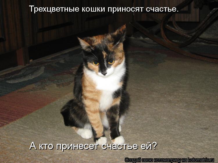 Трехцветные кошки приносят счастье. А кто принесет счастье ей?... Котоматрица: Трехцветные кошки приносят счастье. А кто принесет счастье ей?