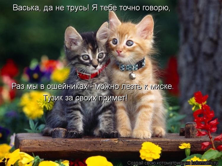 Васька, да не трусь! Я тебе точно говорю, Раз мы в ошейниках - можно лезть к миске. Тузик за своих п... Котоматрица: Васька, да не трусь! Я тебе точно говорю, Раз мы в ошейниках - можно лезть к миске. Тузик за своих примет!