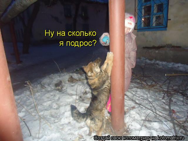 Ну на сколько я подрос?... Котоматрица: Ну на сколько я подрос?