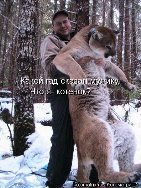 Какой гад сказал мужику, Что я- котенок?... Котоматрица: Какой гад сказал мужику, Что я- котенок?