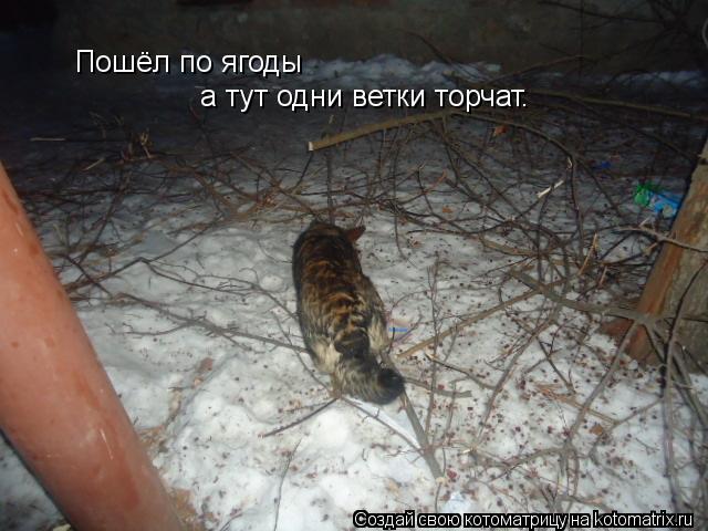 Пошёл по ягоды а тут одни ветки торчат.... Котоматрица: Пошёл по ягоды а тут одни ветки торчат.
