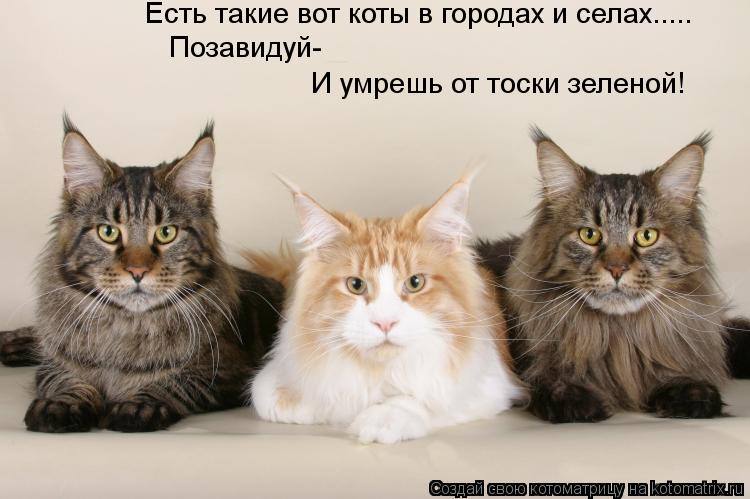 Есть такие вот коты в городах и селах..... Позавидуй- И умрешь от тоски зеленой!... Котоматрица: Есть такие вот коты в городах и селах..... Позавидуй- И умрешь от тоски зеленой!