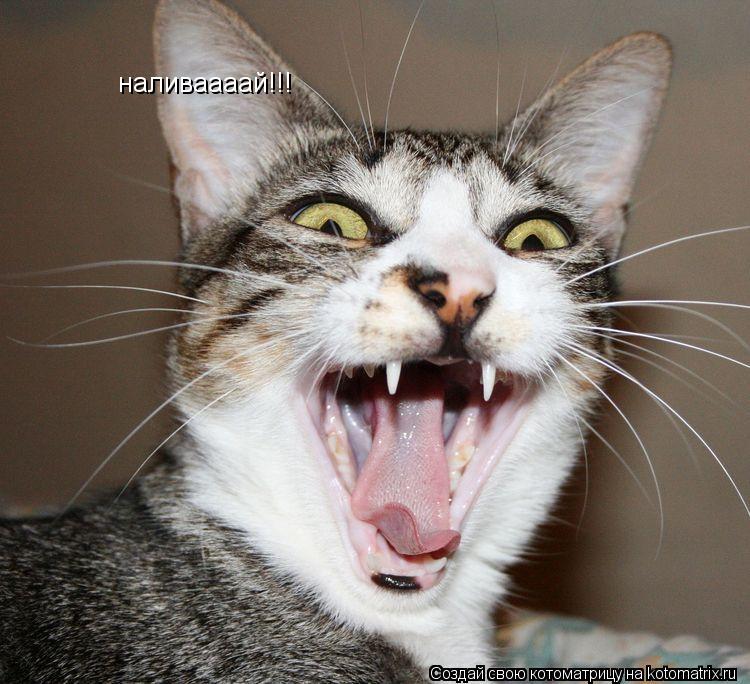 наливаааай!!!... Котоматрица: наливаааай!!!
