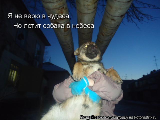 Я не верю в чудеса, Но летит собака в небеса... Котоматрица: Я не верю в чудеса, Но летит собака в небеса