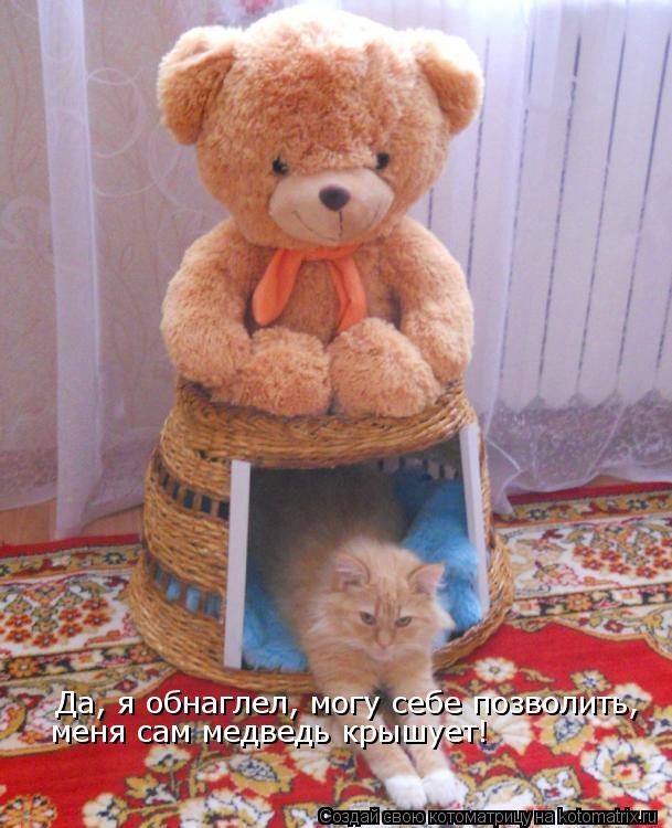 Да, я обнаглел, могу себе позволить, меня сам медведь крышует!... Котоматрица: Да, я обнаглел, могу себе позволить, меня сам медведь крышует!