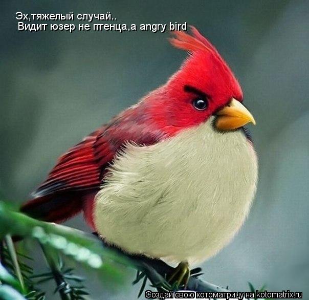 Эх,тяжелый случай.. Видит юзер не птенца,а angry bird... Котоматрица: Эх,тяжелый случай.. Видит юзер не птенца,а angry bird