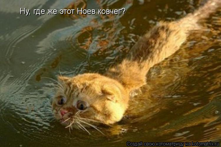 Ну, где же этот Ноев ковчег?... Котоматрица: Ну, где же этот Ноев ковчег?