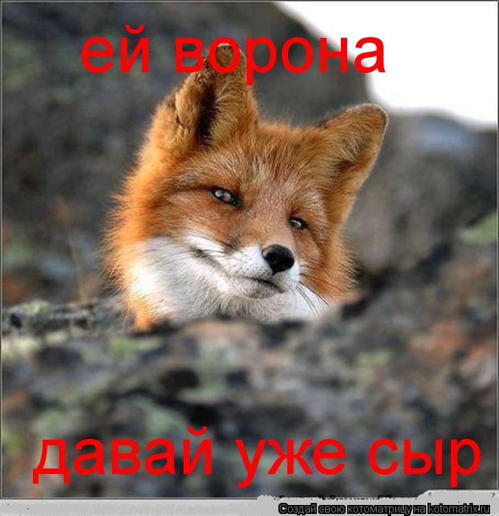 ей ворона давай уже сыр... Котоматрица: ей ворона давай уже сыр