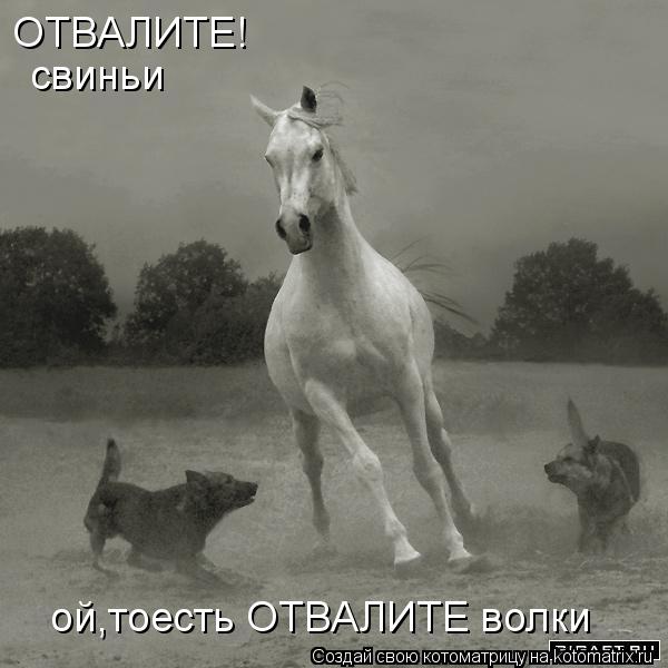 ОТВАЛИТЕ! свиньи ой,тоесть ОТВАЛИТЕ волки... Котоматрица: ОТВАЛИТЕ! свиньи ой,тоесть ОТВАЛИТЕ волки