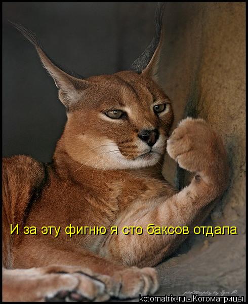 И за эту фигню я сто баксов отдала... Котоматрица: И за эту фигню я сто баксов отдала