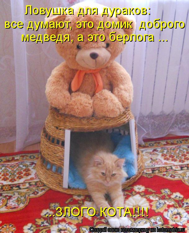 Ловушка для дураков: все думают, это домик доброго медведя, а это берлога ... ...ЗЛОГО КОТА!!!!... Котоматрица: Ловушка для дураков: все думают, это домик доброго медведя, а это берлога ... ...ЗЛОГО КОТА!!!!