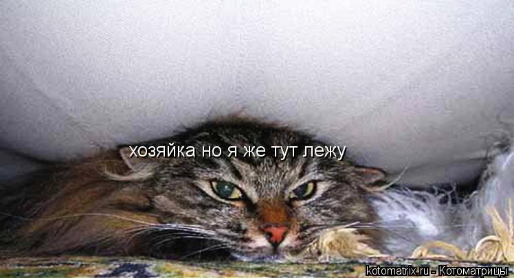 хозяйка но я же тут лежу... Котоматрица: хозяйка но я же тут лежу