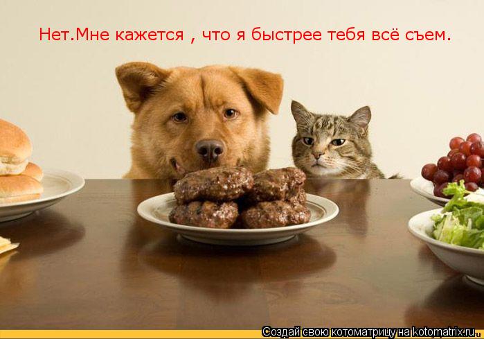 Нет.Мне кажется , что я быстрее тебя всё съем.... Котоматрица: Нет.Мне кажется , что я быстрее тебя всё съем.