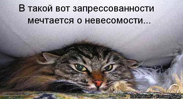 В такой вот запрессованности мечтается о невесомости...... Котоматрица: В такой вот запрессованности мечтается о невесомости...