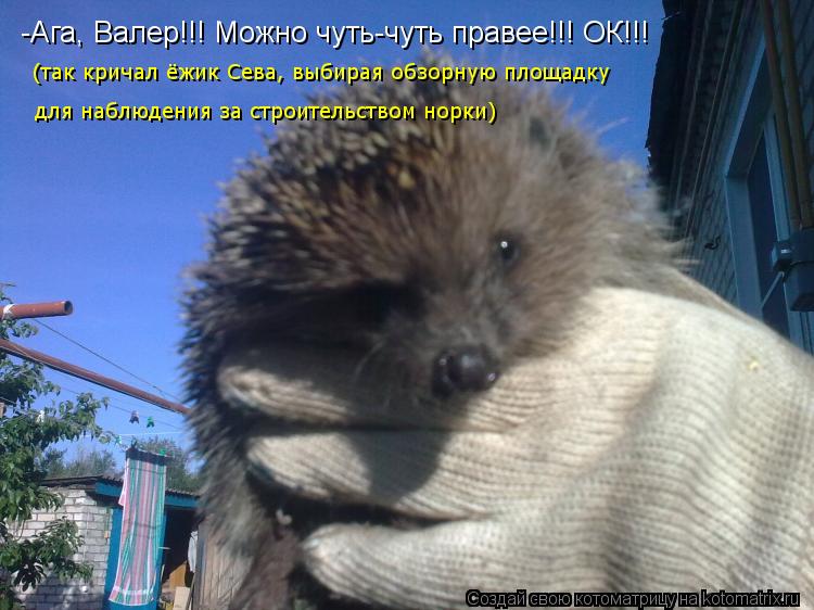 -Ага, Валер!!! Можно чуть-чуть правее!!! ОК!!! для наблюдения за строительством норки) (так кричал ёж... Котоматрица: -Ага, Валер!!! Можно чуть-чуть правее!!! ОК!!! для наблюдения за строительством норки) (так кричал ёжик Сева, выбирая обзорную площадку