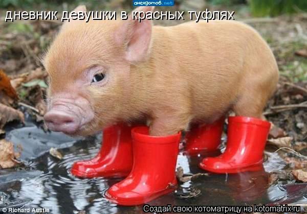 дневник девушки в красных туфлях... Котоматрица: дневник девушки в красных туфлях