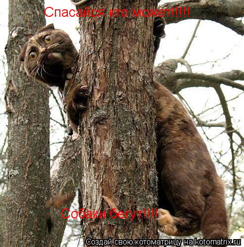 Спасайся кто может!!!!! Собаки бегут!!!!... Котоматрица: Спасайся кто может!!!!! Собаки бегут!!!!