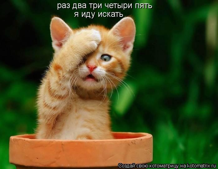 раз два три четыри пять я иду искать... Котоматрица: раз два три четыри пять я иду искать