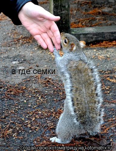 а где семки... Котоматрица: а где семки