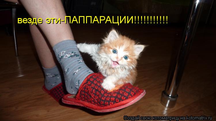везде эти-ПАППАРАЦИИ!!!!!!!!!!!... Котоматрица: везде эти-ПАППАРАЦИИ!!!!!!!!!!!