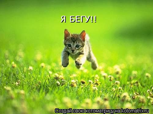 Я БЕГУ!!... Котоматрица: Я БЕГУ!!