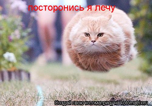 посторонись я лечу... Котоматрица: посторонись я лечу