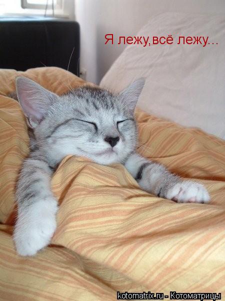 Я лежу,всё лежу...... Котоматрица: Я лежу,всё лежу...
