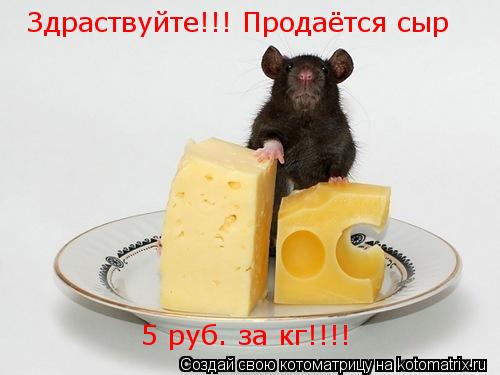 Здраствуйте!!! Продаётся сыр 5 руб. за кг!!!!... Котоматрица: Здраствуйте!!! Продаётся сыр 5 руб. за кг!!!!