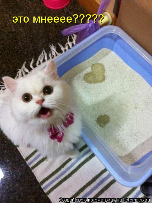это мнееее?????... Котоматрица: это мнееее?????